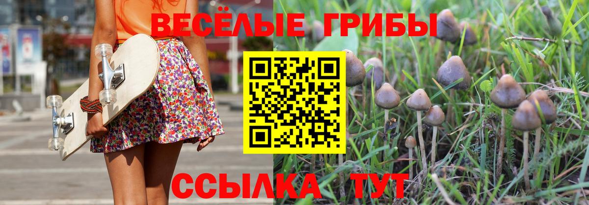 Галлюциногенные грибы Psilocybe Избербаш